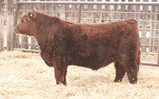 VALIDATED 94H as a yearling.