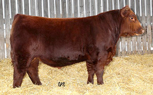RED TER-RON CAPITAL 50C