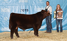 Capital showing as a calf