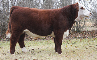 REDLINE CRIMSON TIDE 41D