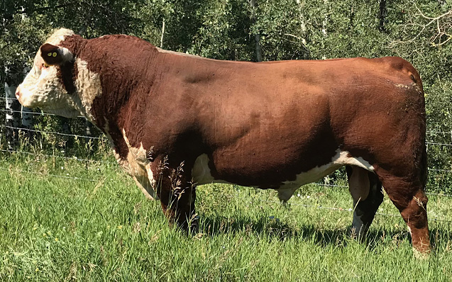 REMITALL WEST SHOW HOME 41B