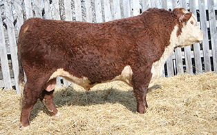 Square-D Muscle Man 272F