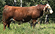 SQUARE-D INDIANA 773C