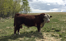 Mr Beef on Pasture