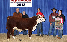 Reserve Junior Calf Champion at Agribition