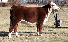 RLU 06E (daughter)