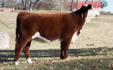 <a href='cow-redline_maya_38e.php'>Redline Maya 38E</a> (daughter)